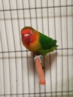 Male love bird single piece