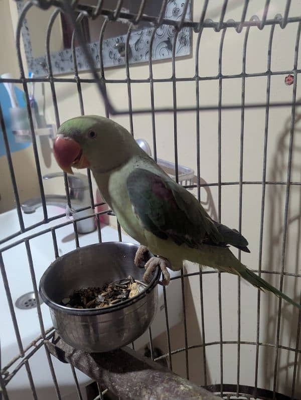 Alexander parrot 1.3 years 0
