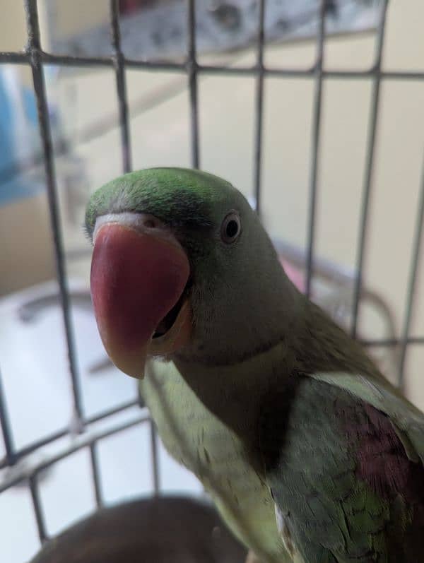 Alexander parrot 1.3 years 1