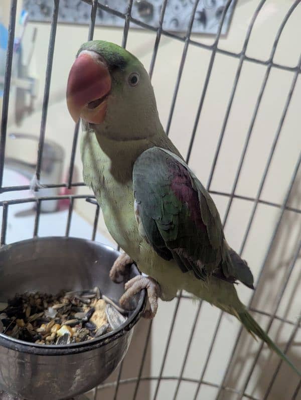 Alexander parrot 1.3 years 2
