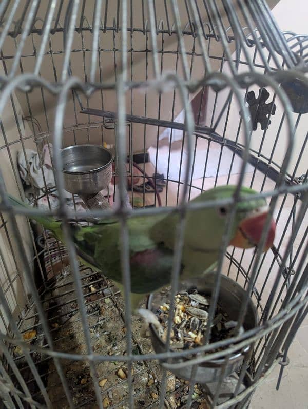 Alexander parrot 1.3 years 3