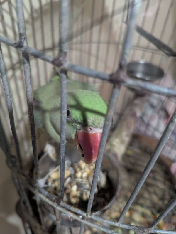 Alexander parrot 1.3 years 4