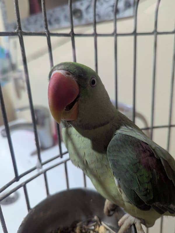 Alexander parrot 1.3 years 5