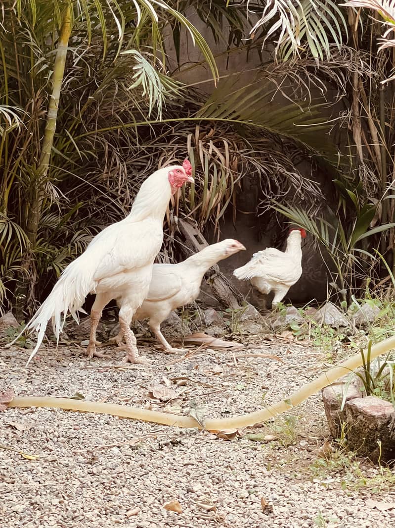 One Heara Murga with two paper white female 2