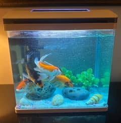 Aquarium