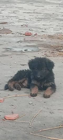 German Shepherd puppy | Long Coat Puppies For Sale