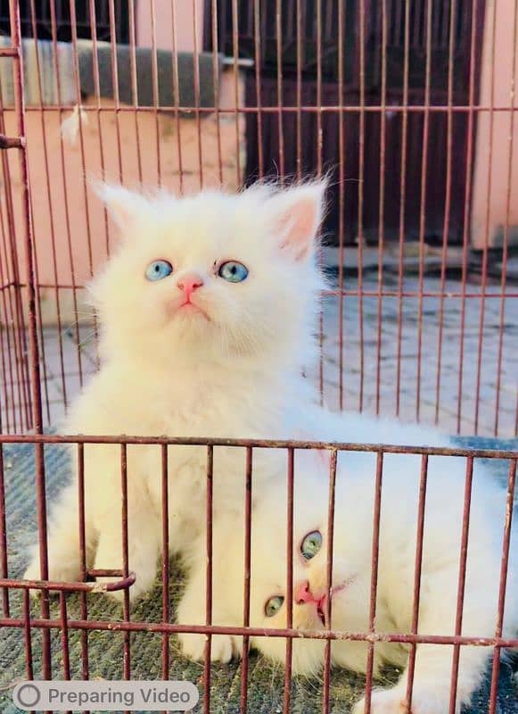 Tripel Coat Persian Cat for sale 0