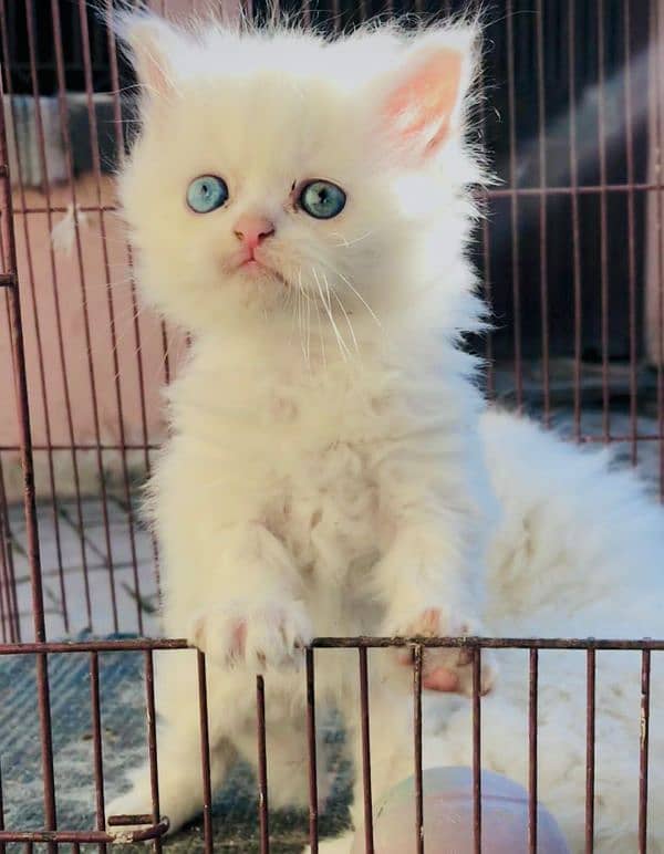 Tripel Coat Persian Cat for sale 1
