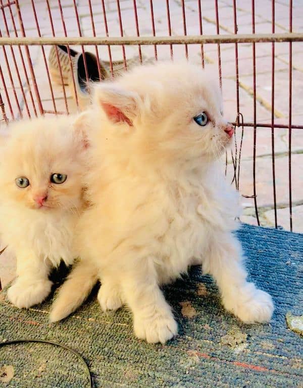 Tripel Coat Persian Cat for sale 2