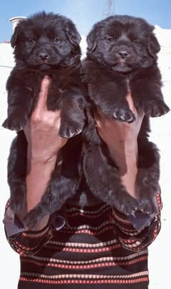 Black German Shepherd Long Coat Pair | German Shepherd Puppies