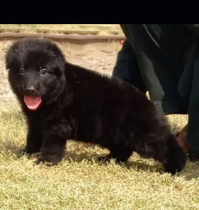 Black German Shepherd Long Coat Male Puppy / German Shepherd Puppies 0