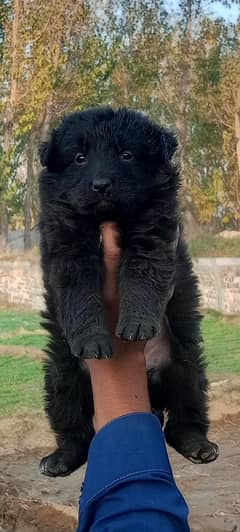 Black German Shepherd Long Coat Male Puppy / German Shepherd Puppies