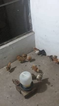 full