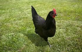 Black Australorp breeder hen 7 months old ( Murgi) 0
