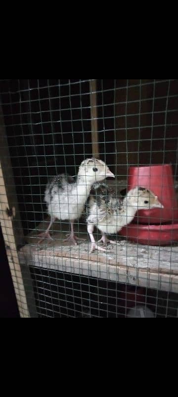 TURKEY CHICKS & FERTILE EGGS ARE AVAILABLE 0