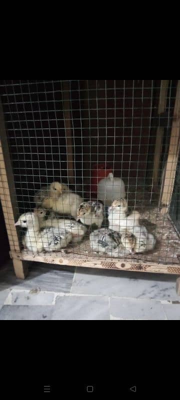 TURKEY CHICKS & FERTILE EGGS ARE AVAILABLE 1