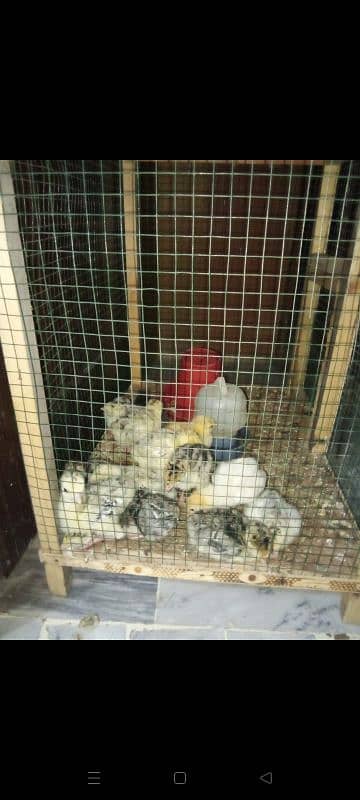 TURKEY CHICKS & FERTILE EGGS ARE AVAILABLE 2