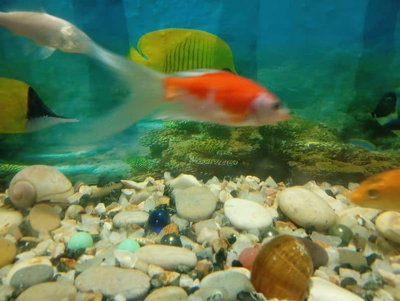 Fishes For Sale 2