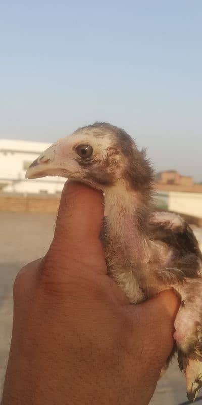 amroha cross chiks 0