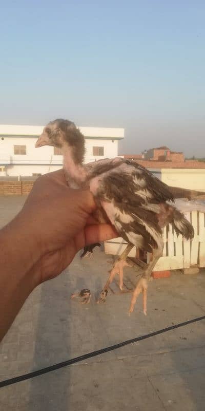 amroha cross chiks 1
