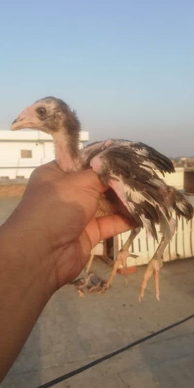 amroha cross chiks 2