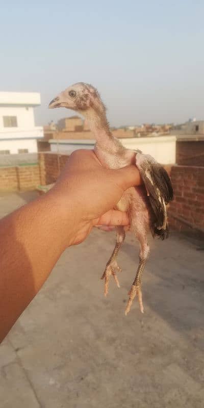 amroha cross chiks 3