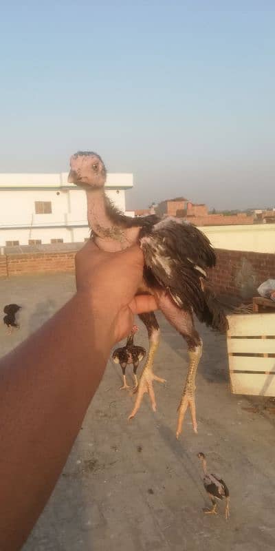 amroha cross chiks 4