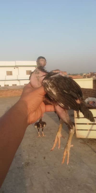 amroha cross chiks 5