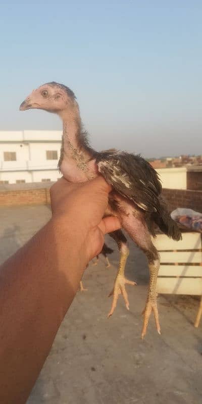 amroha cross chiks 6