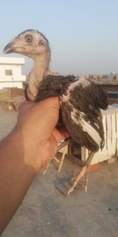 amroha cross chiks 7