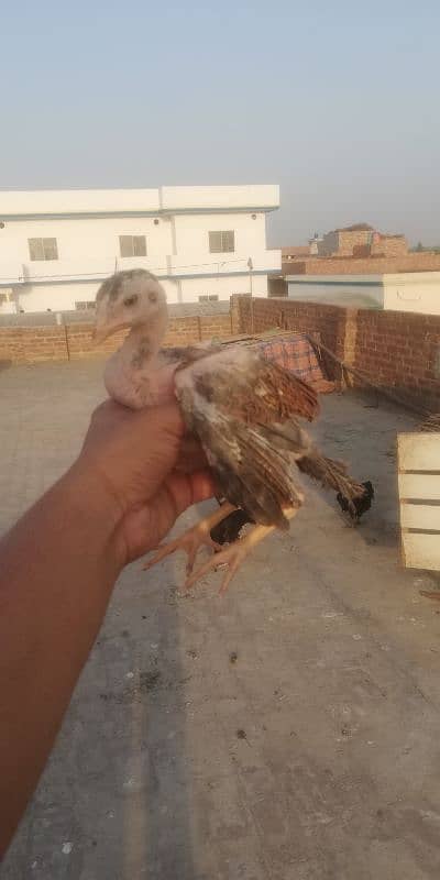 amroha cross chiks 8