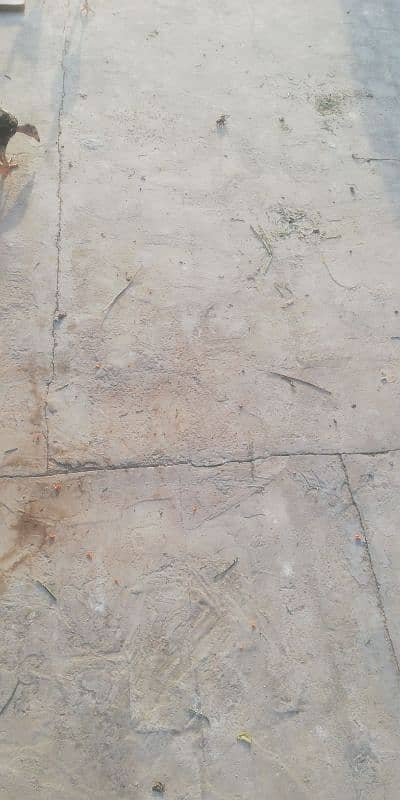 amroha cross chiks 9