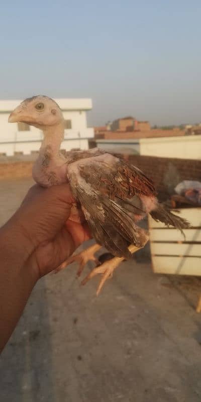amroha cross chiks 11