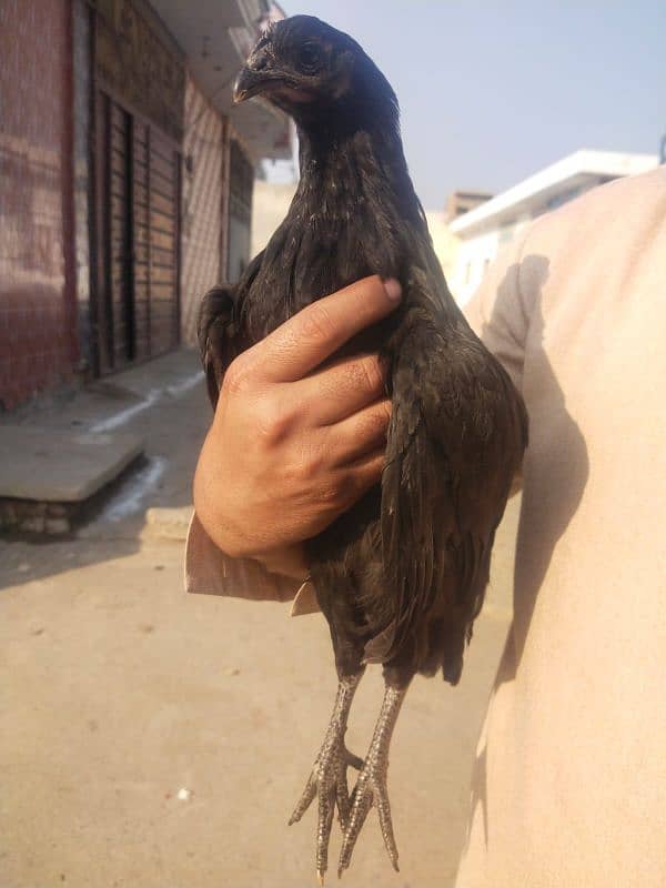 amroha cross chiks 12