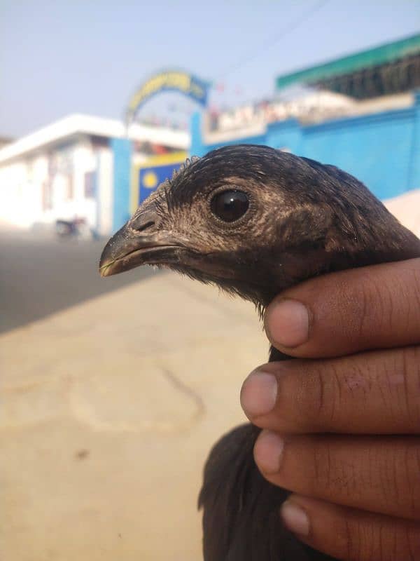 amroha cross chiks 13