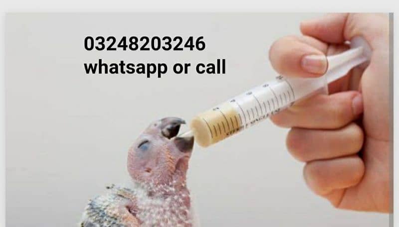 parrot chick hand feed very healthy feed 0