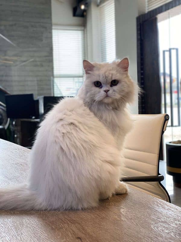 double coated cat for sale 0
