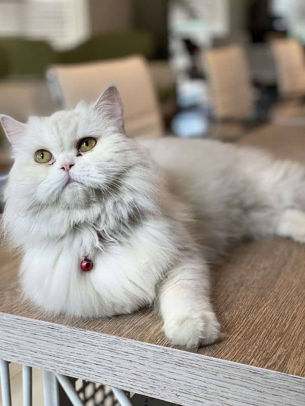 double coated cat for sale 1