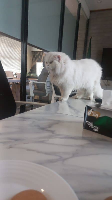 double coated cat for sale 2