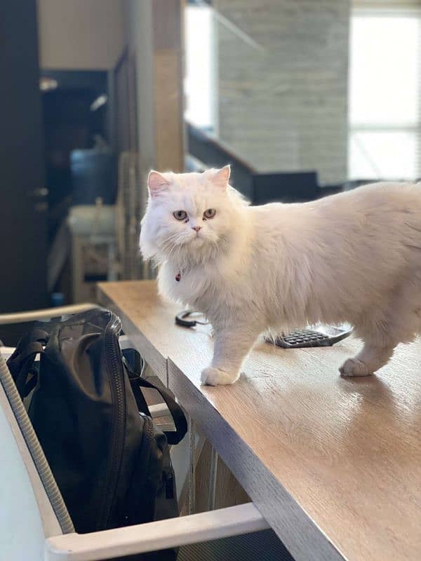 double coated cat for sale 3