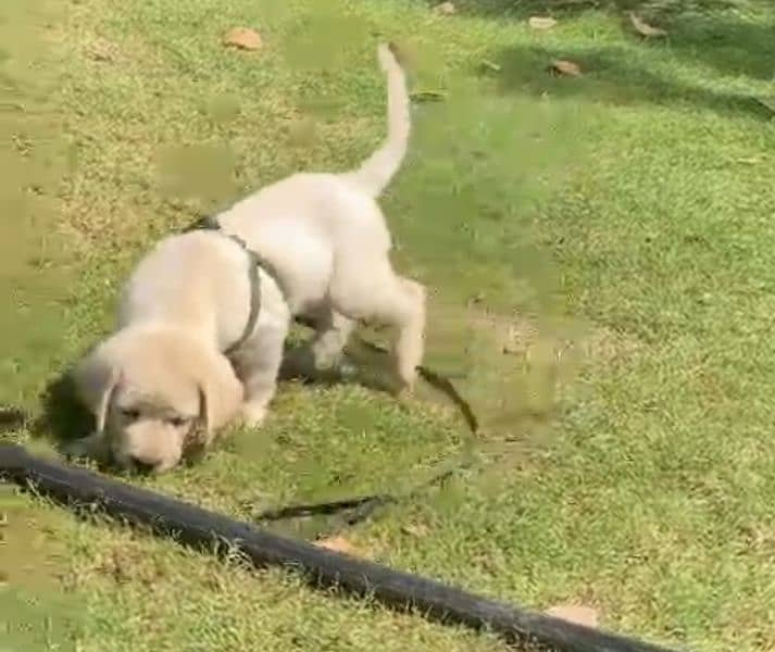 Top notch quality Labrador puppy 0