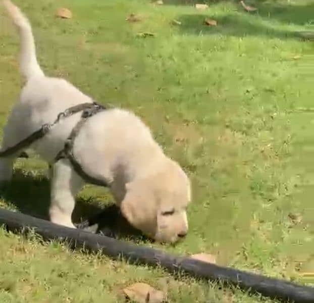 Top notch quality Labrador puppy 1