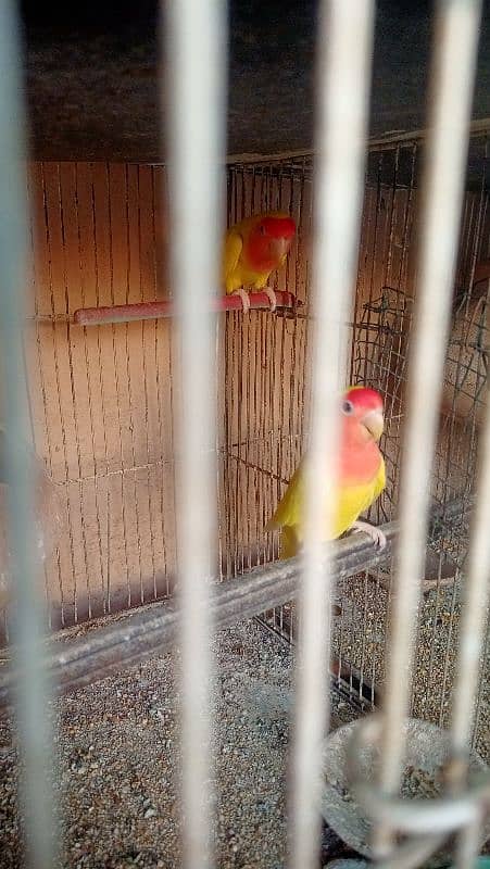 All Set-up for Sale (Lotino Albino Silver Fawn Java) 4