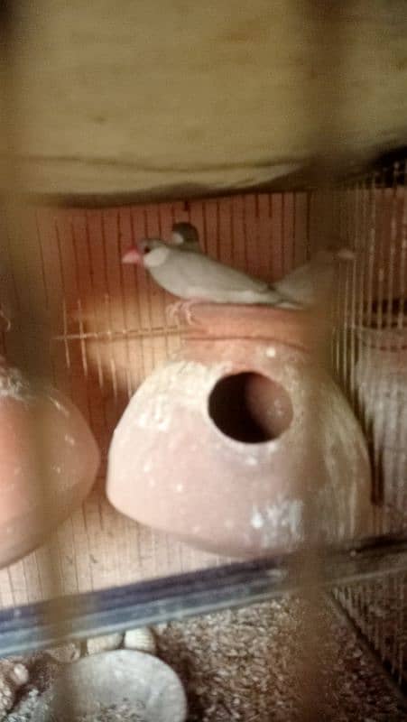 All Set-up for Sale (Lotino Albino Silver Fawn Java) 6
