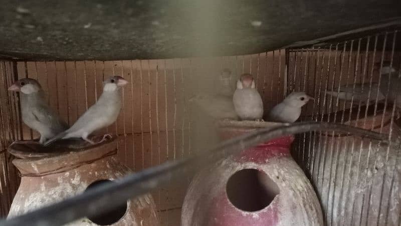 All Set-up for Sale (Lotino Albino Silver Fawn Java) 7
