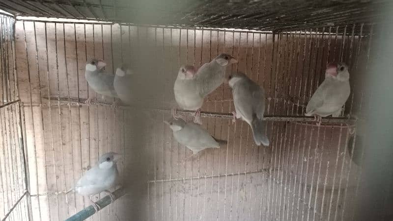 All Set-up for Sale (Lotino Albino Silver Fawn Java) 9
