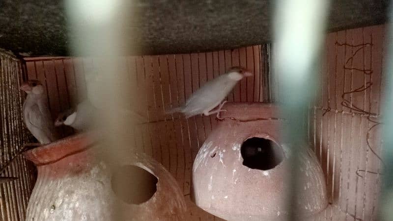 All Set-up for Sale (Lotino Albino Silver Fawn Java) 10