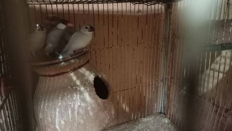 All Set-up for Sale (Lotino Albino Silver Fawn Java) 12