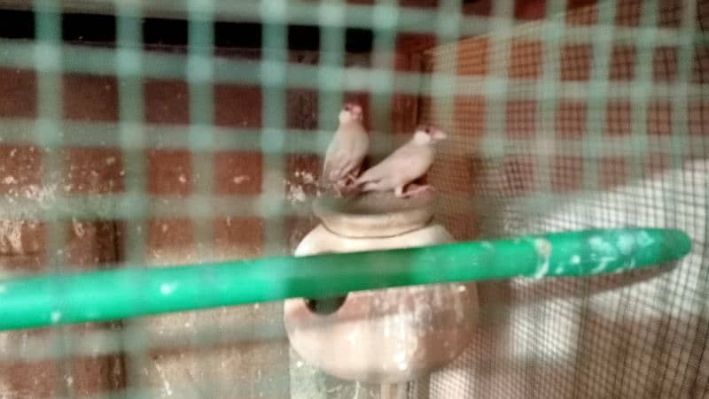 All Set-up for Sale (Lotino Albino Silver Fawn Java) 13