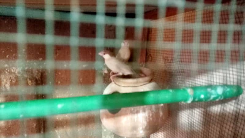 All Set-up for Sale (Lotino Albino Silver Fawn Java) 14